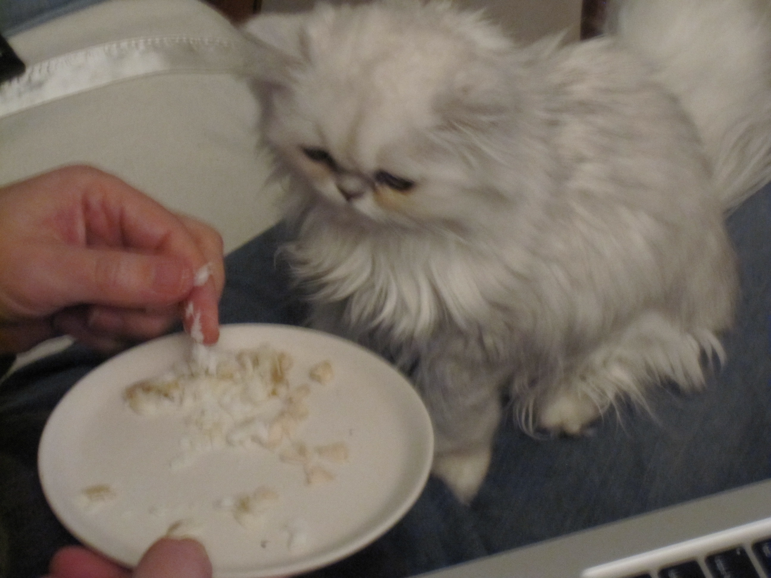 kidney failure cat not eating